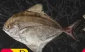 سمك بومفريت أسود