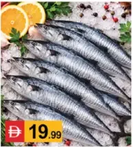 سمك FISH-KING صغير