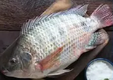 Tilapia