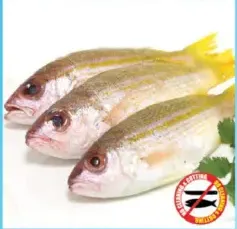 Niser Fish