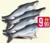 Pangasius Fish