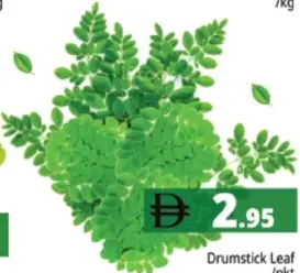 Drumstick Leaf