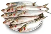 Sardine No Cleaning