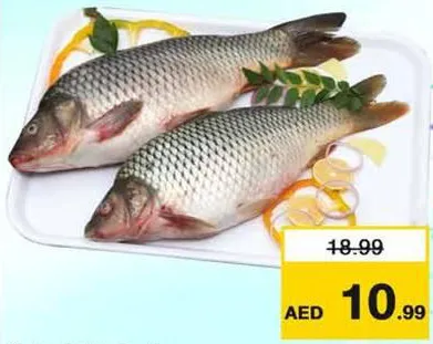 Katla Fish