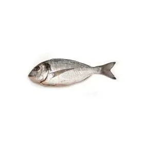 Sea Bream Fish