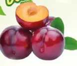 Plum