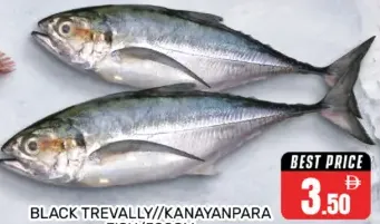 سمك تريفالي أسود /Kanayanpara