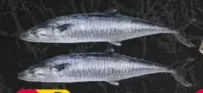 King Fish
