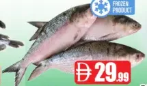 Hilsha Frozen Fish