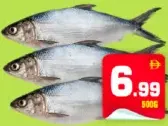 Milk Fish