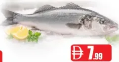 Fresh Fish Nylon