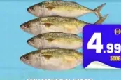 Mackerel Fish
