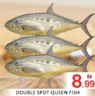 Double Spot Queen Fish (Talang)