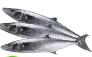 King Fish