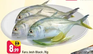 Faru Jesh Black
