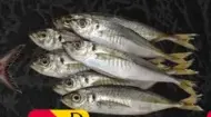 Mackrel