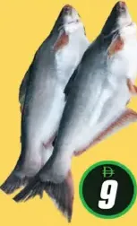 Pangash Fish