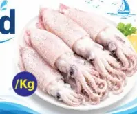 Squid Medium