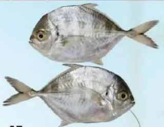 Vatta Fish