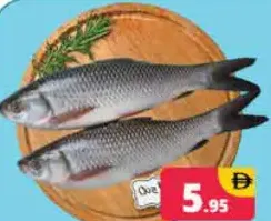 Rohu Fish