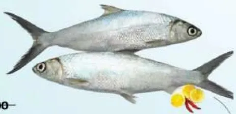 سمك الحليب