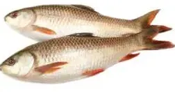 Rohu Fish