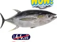 Yellowfin Tuna