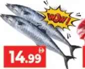 King Fish Small