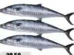 Fish King Fish