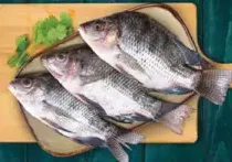 Tilapia