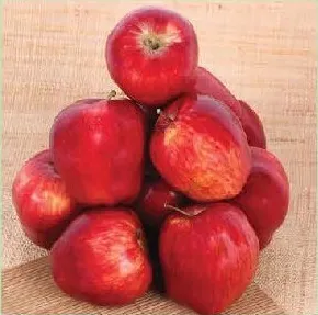 Apple Red