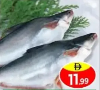 سمك بانجاسيوس طازج