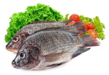 Tilapia