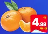 Mandarine Morocco