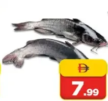 سمك السلور