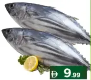Fresh Tuna Fish
