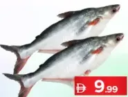 Pangush Frozen Fish