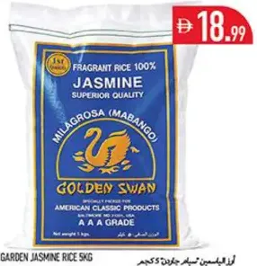 Golden Swan Jasmine