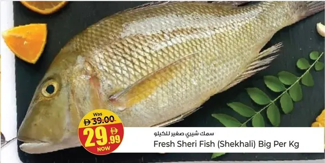 Fresh Sheri Fish (Shekhali) Big