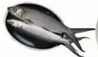 Milk Fish