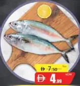 Mackerel Big