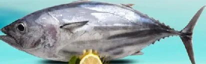 سمك تونة كامل