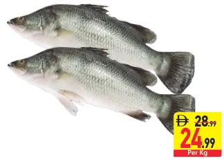 Barramundi (Kalanji)