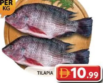 Tilapia