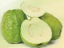 جوافه مصرية