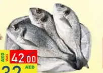 Sea Bream