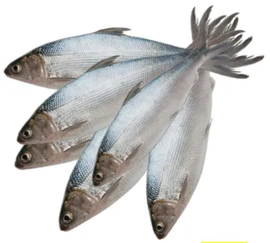 سمك الحليب