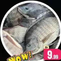 سمك البلطي