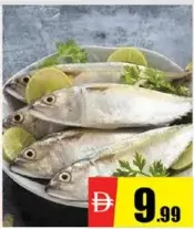 سمك ماكريل