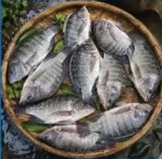 Tilapia